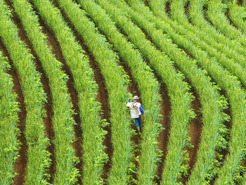 High angle view of man walking in farm