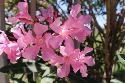 Close-up of pink flowers