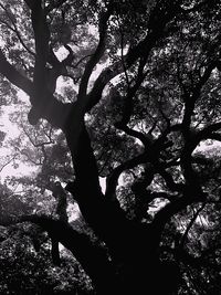 Low angle view of tree against sky