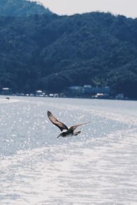 Seagull flying over sea