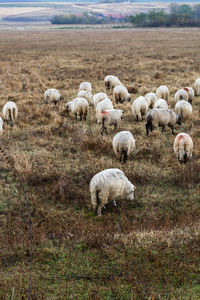 sheep