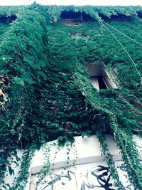 Close-up of ivy growing on house
