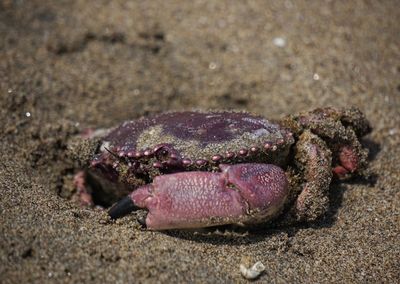 Close-up of purple crab on sand