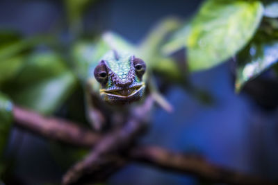 Close-up of chameleon on leaf