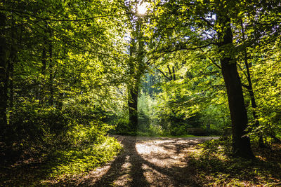 Footpath amidst trees in forest