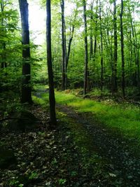 Scenic view of forest