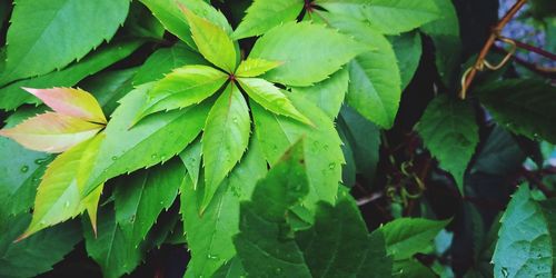 Close-up of wet leaves