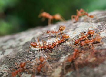 Close-up of ant on leaf