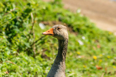 Close-up of bird on grass