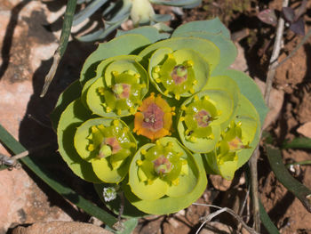 High angle view of prickly pear cactus