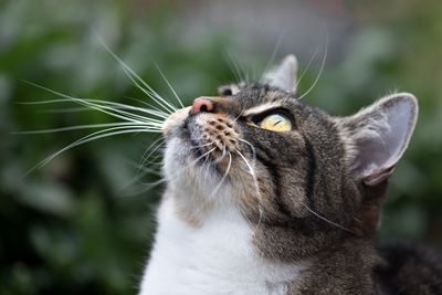 Close-up of a cat looking away