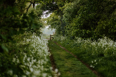 Footpath in park