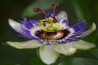 Close-up of purple flower