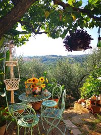 Potted plants on table in yard against sky