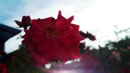 Close-up of red bougainvillea blooming against sky