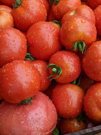 A bountiful sight unfolds in the image, showcasing an abundance of vibrant red tomatoes.