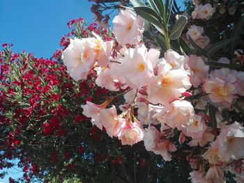 Close-up of pink flowers