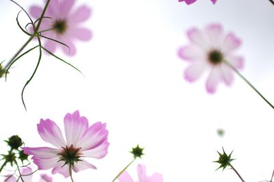 Close-up of pink cosmos flowers blooming against clear sky