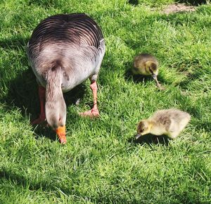 Ducks on grassy field