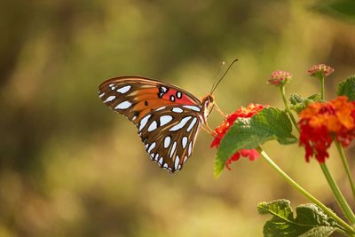 Close-up of butterfly pollinating on red flowers