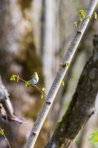 Close-up of bird perching on branch