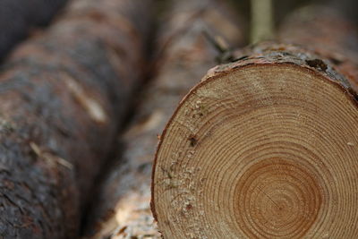 Close-up of log in forest