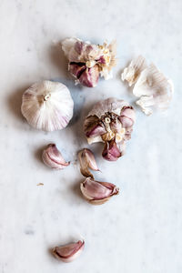 High angle view of white flowers on table