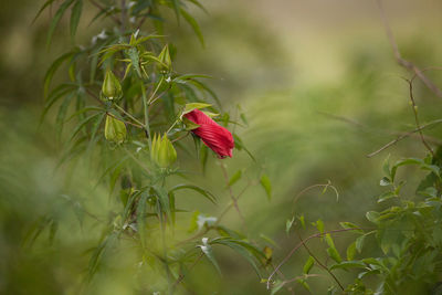 Close-up of red flowering plant