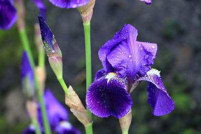 Close-up of purple iris flower