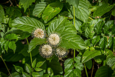 Close-up of green plant