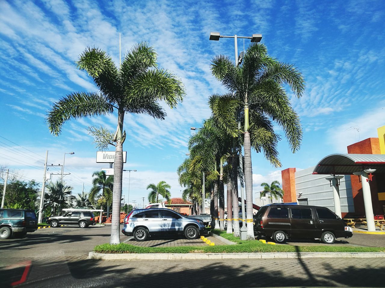 tree, car, sky, city, palm tree, transportation, land vehicle, mode of transport, cloud - sky, day, outdoors, no people