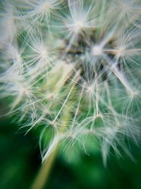 dandelion