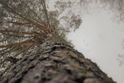 Close-up of tree trunk during winter