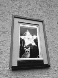 Portrait of cat on window sill