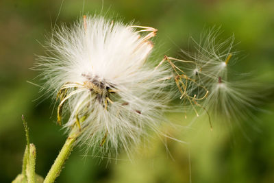 Close-up of dandelion on plant