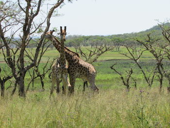 Giraffe in park