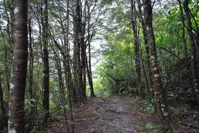 Narrow pathway along trees in forest