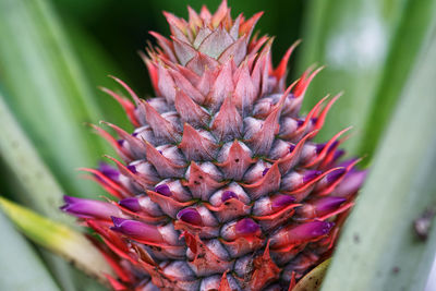 Close-up of succulent plant