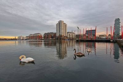 Swans swimming in lake against sky