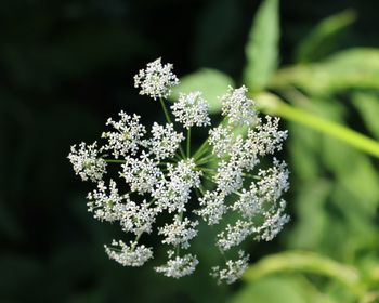 Close-up of white flowering plant