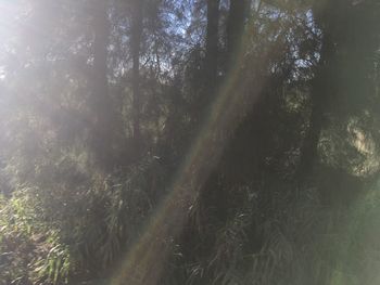 Trees growing in forest