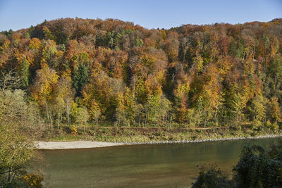 Scenic view of lake in forest during autumn