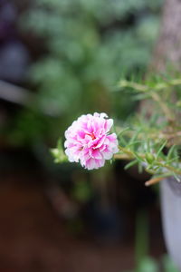 Close-up of pink flowering plant