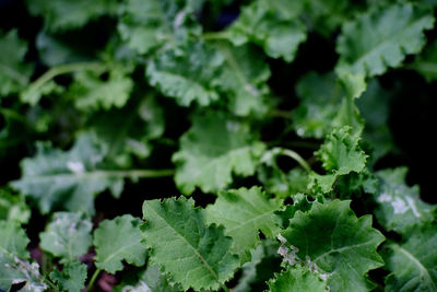 Close-up of fresh green leaves