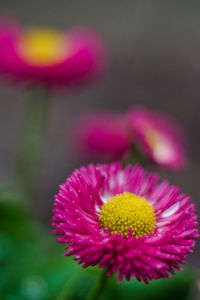 Close-up of pink flower