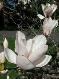 Close-up of flowers