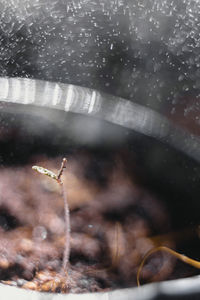 Close-up of raindrops on snow