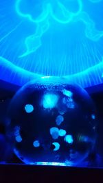 Close-up of jellyfish in aquarium