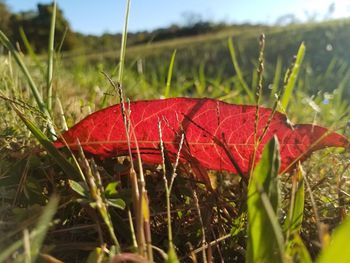 Close-up of red leaves on field