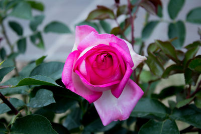 Close-up of pink rose
